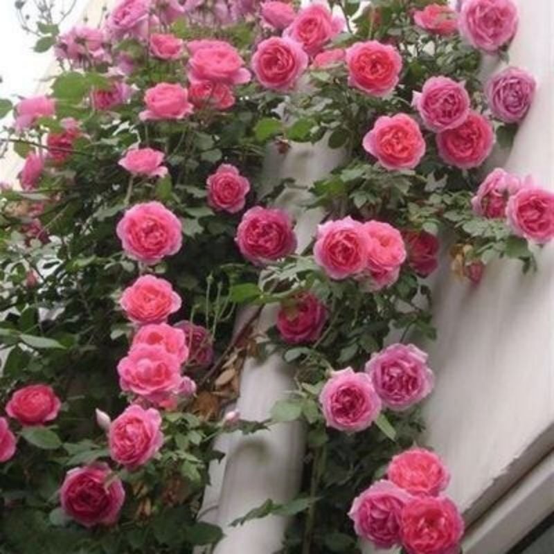 🔥49% OFF 🔥🌱Climbing Rose Seeds