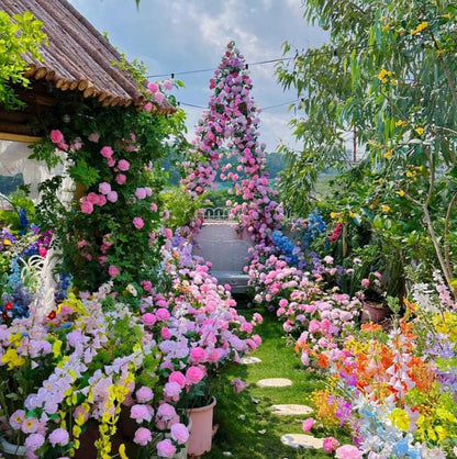 🔥49% OFF 🔥🌱Climbing Rose Seeds