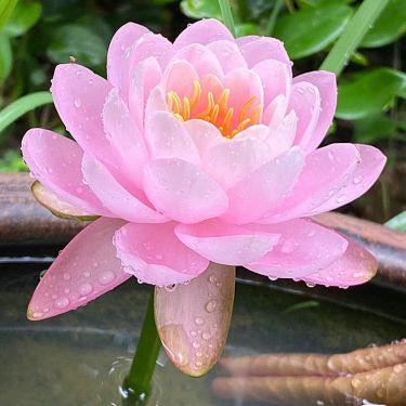 [7 days germination]🌸Last Day Sale - 49% OFF💐The Sacred Bonsai Bowl Lotus Flower