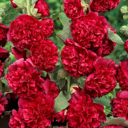 🔥Double Hollyhock Seeds