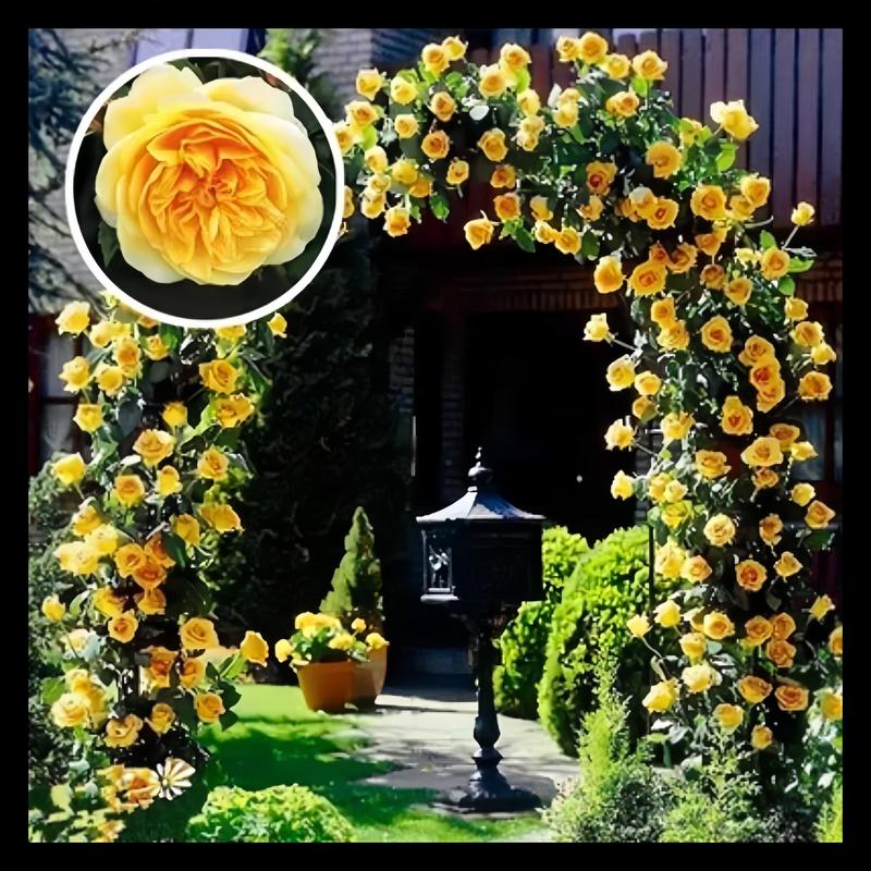 🔥49% OFF 🔥🌱Climbing Rose Seeds