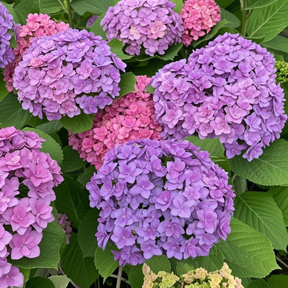 🌈Mix Hydrangea Seeds - Beautiful and Hardy Perennial Seeds for Your Garden