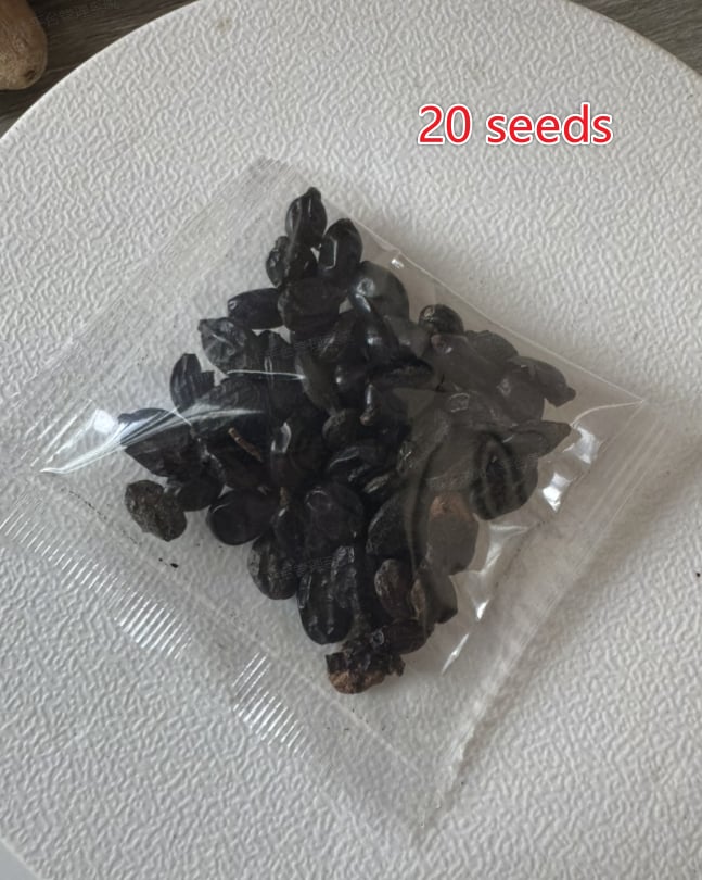 🌈Mix Hydrangea Seeds - Beautiful and Hardy Perennial Seeds for Your Garden