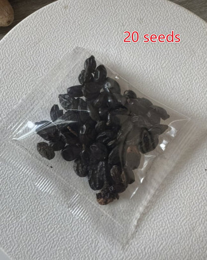 🌈Mix Hydrangea Seeds - Beautiful and Hardy Perennial Seeds for Your Garden