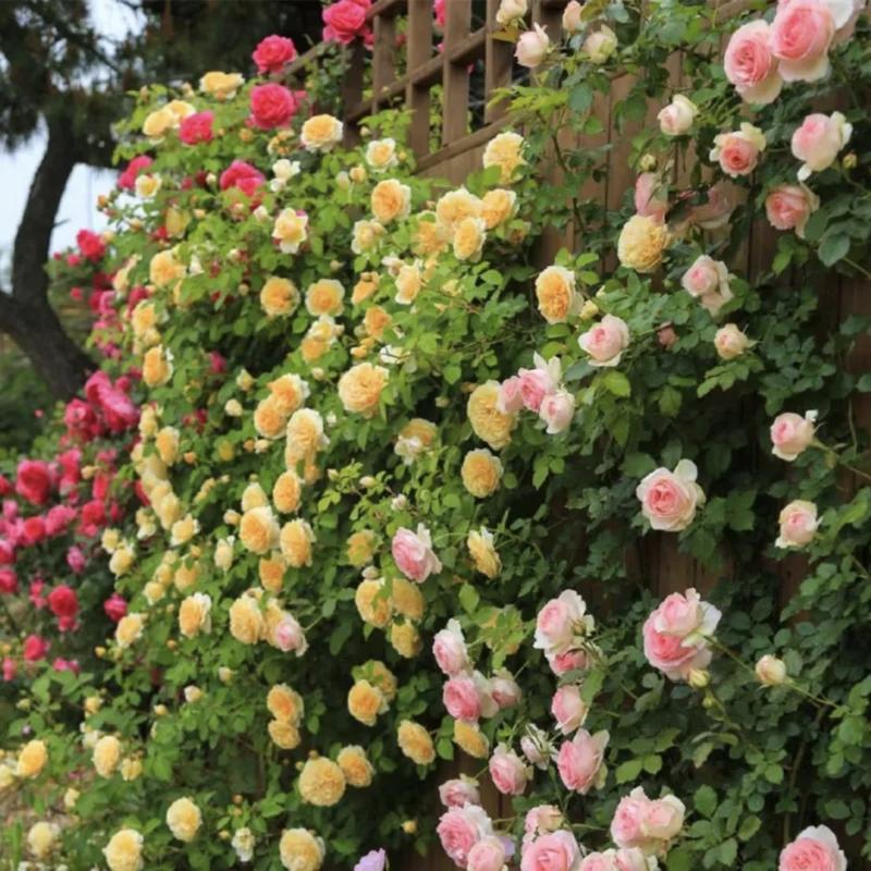 🔥49% OFF 🔥🌱Climbing Rose Seeds