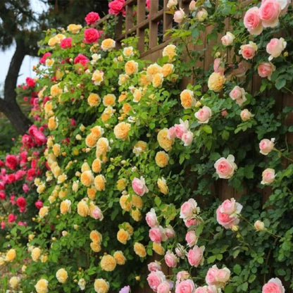 🔥49% OFF 🔥🌱Climbing Rose Seeds