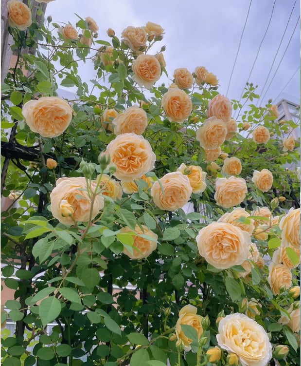 🔥49% OFF 🔥🌱Climbing Rose Seeds