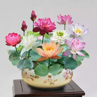 [7 days germination]🌸Last Day Sale - 49% OFF💐The Sacred Bonsai Bowl Lotus Flower