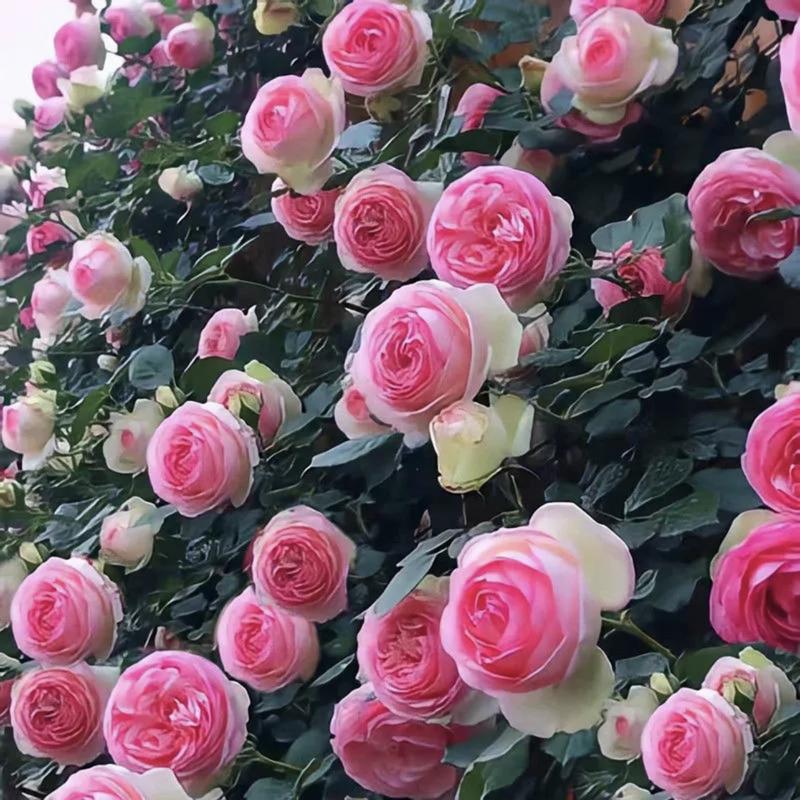 🔥49% OFF 🔥🌱Climbing Rose Seeds