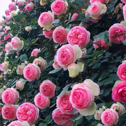 🔥49% OFF 🔥🌱Climbing Rose Seeds
