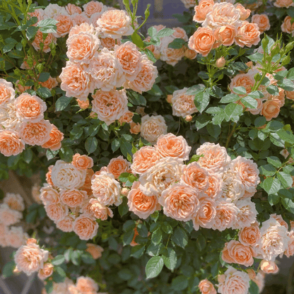 🔥49% OFF 🔥🌱Climbing Rose Seeds